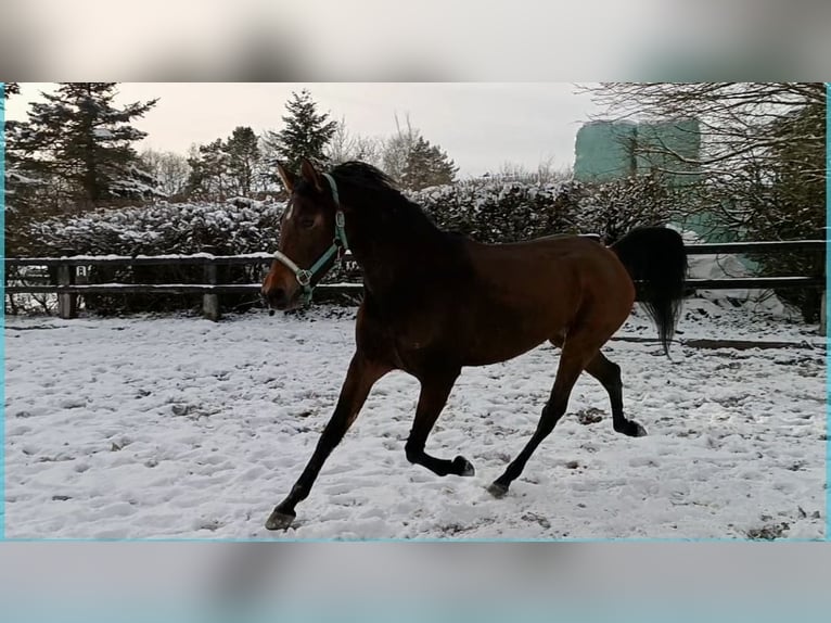 Deutsches Reitpony Stute 4 Jahre Brauner in Nettersheim