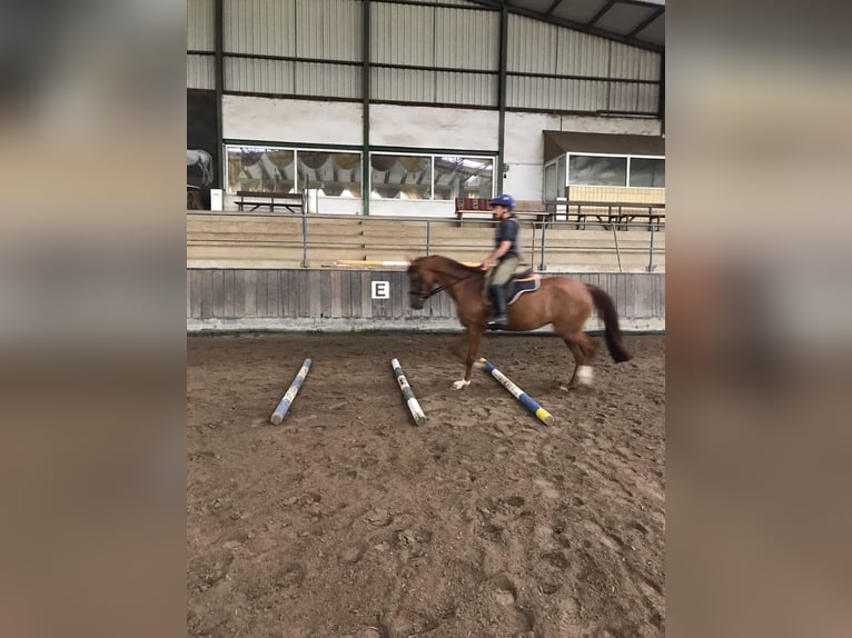 Deutsches Reitpony Stute 4 Jahre in Gie&#xDF;enGie&#xDF;en