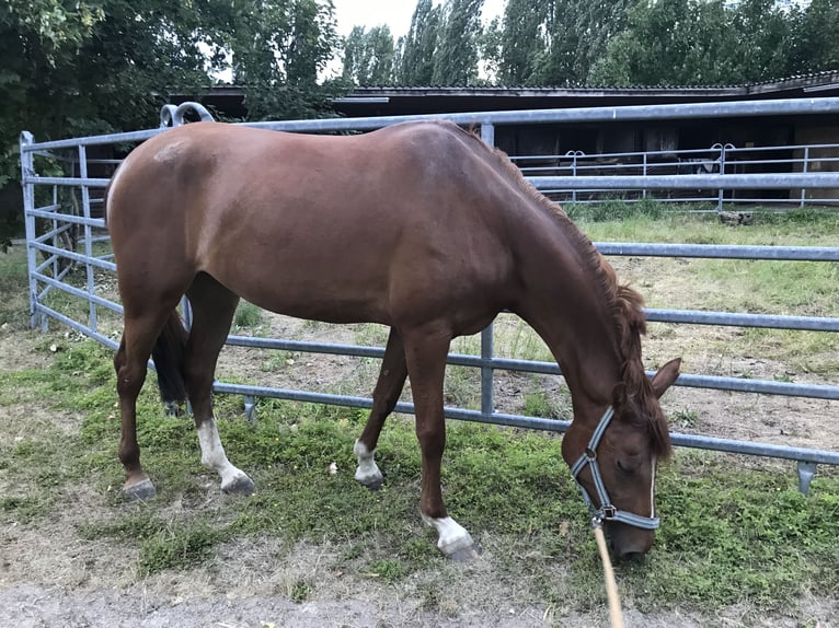 Deutsches Reitpony Stute 4 Jahre in Gie&#xDF;enGie&#xDF;en