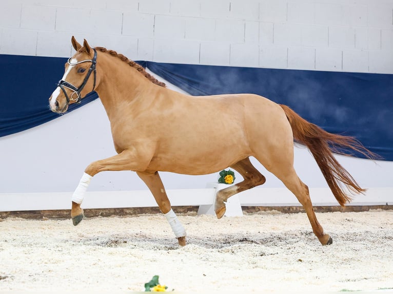 Deutsches Reitpony Stute 4 Jahre Fuchs in Marsberg