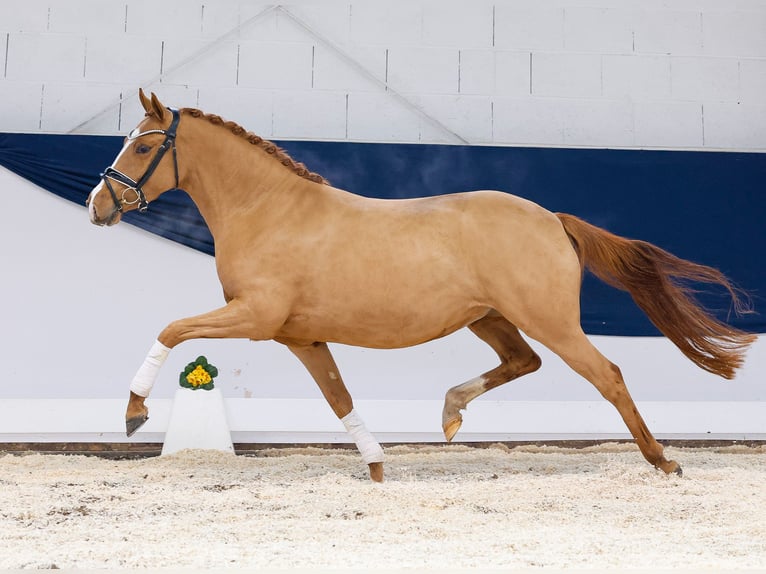 Deutsches Reitpony Stute 4 Jahre Fuchs in Marsberg