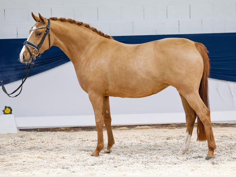 Deutsches Reitpony Stute 4 Jahre Fuchs in Marsberg