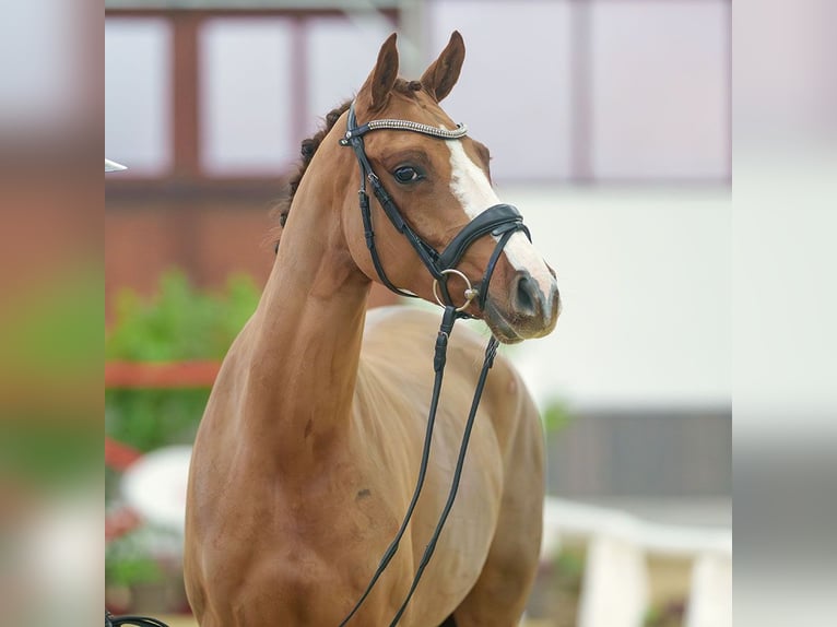 Deutsches Reitpony Stute 4 Jahre Fuchs in Münster-Handorf