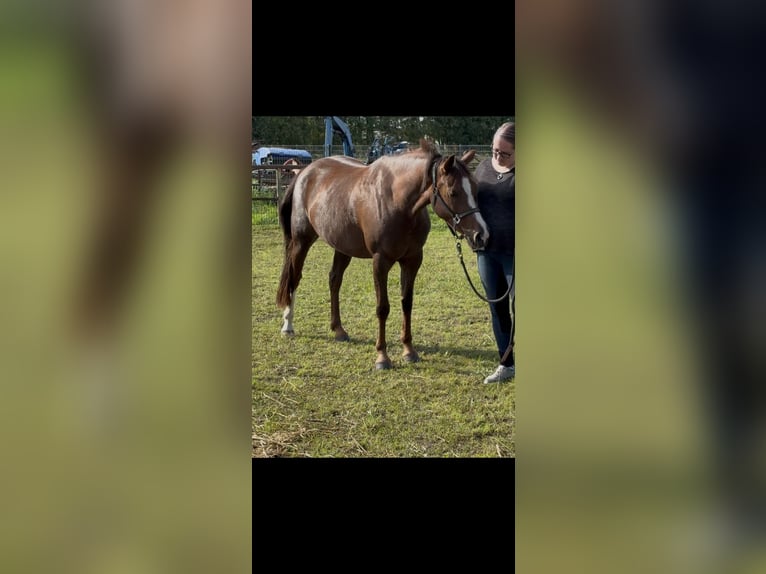 Deutsches Reitpony Stute 4 Jahre Fuchs in Dargelin