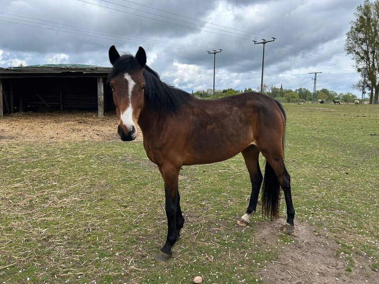Deutsches Reitpony Stute 4 Jahre Fuchs in Greifswald