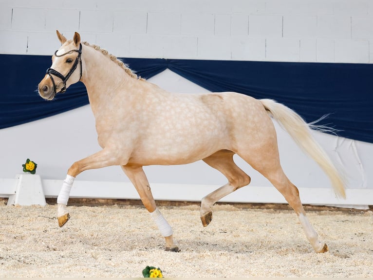 Deutsches Reitpony Stute 4 Jahre Palomino in Marsberg