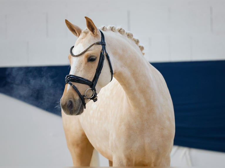 Deutsches Reitpony Stute 4 Jahre Palomino in Marsberg