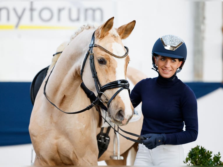 Deutsches Reitpony Stute 4 Jahre Palomino in Marsberg