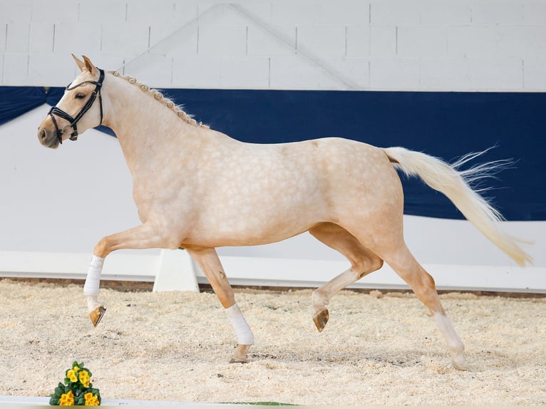 Deutsches Reitpony Stute 4 Jahre Palomino in Marsberg