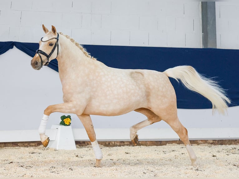 Deutsches Reitpony Stute 4 Jahre Palomino in Marsberg