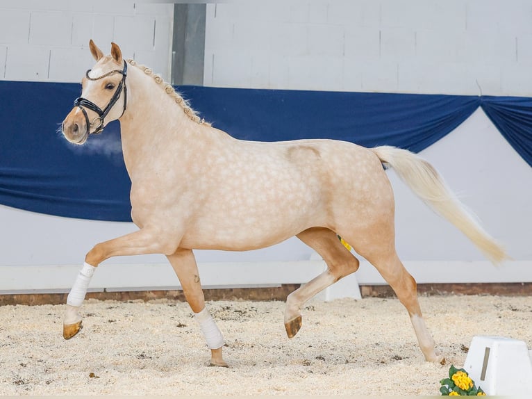 Deutsches Reitpony Stute 4 Jahre Palomino in Marsberg