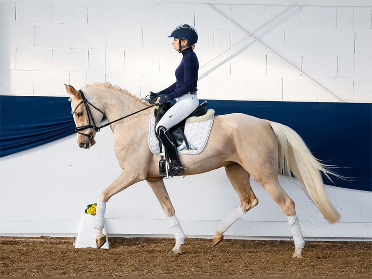 Deutsches Reitpony Stute 4 Jahre Palomino in Marsberg