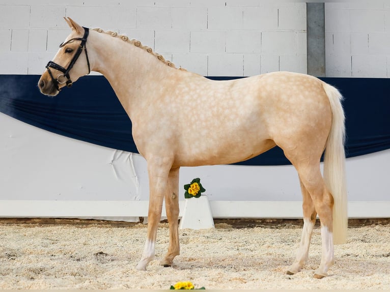 Deutsches Reitpony Stute 4 Jahre Palomino in Marsberg