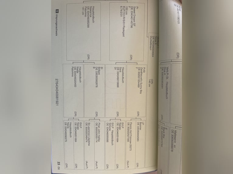 Deutsches Reitpony Stute 4 Jahre Palomino in Nienburg (Weser)