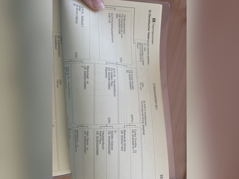 Deutsches Reitpony Stute 4 Jahre Palomino in Nienburg (Weser)