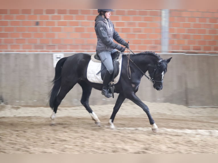 Deutsches Reitpony Stute 4 Jahre Rappe in uelsen