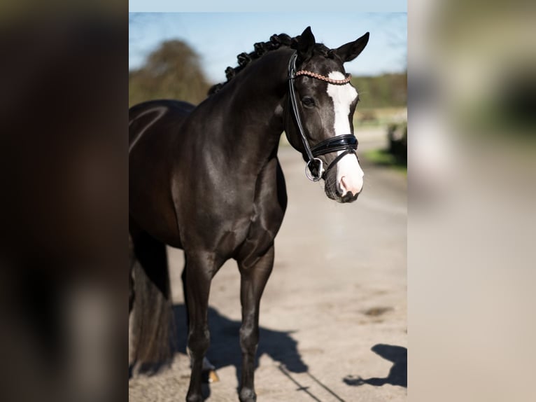 Deutsches Reitpony Stute 4 Jahre Rappe in Helferskirchen