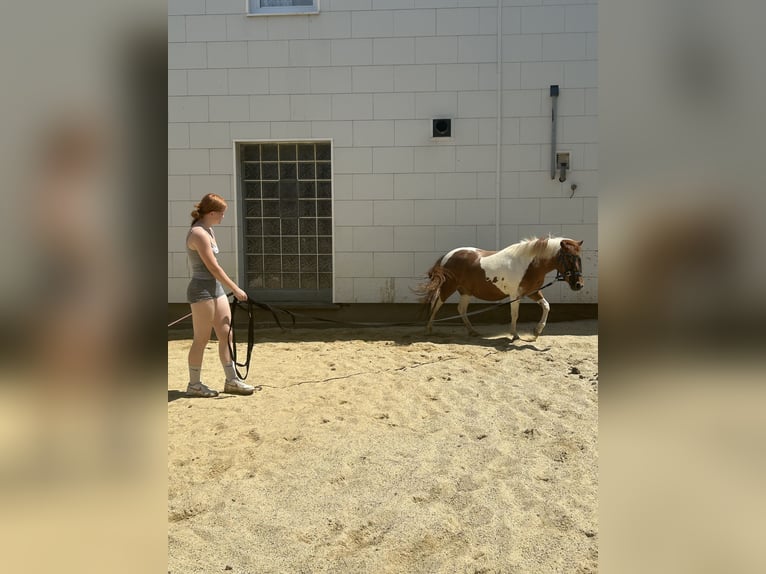 Deutsches Reitpony Mix Stute 5 Jahre 115 cm Schecke in Ruhstorf an der Rott