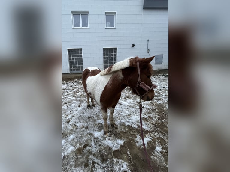 Deutsches Reitpony Mix Stute 5 Jahre 115 cm Schecke in Ruhstorf an der Rott