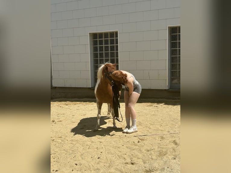 Deutsches Reitpony Mix Stute 5 Jahre 115 cm Schecke in Ruhstorf an der Rott