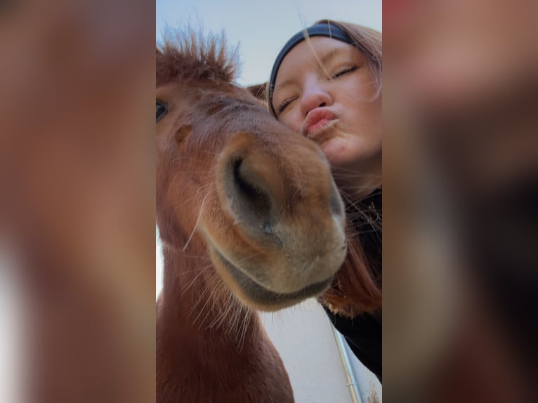 Deutsches Reitpony Mix Stute 5 Jahre 115 cm Schecke in Ruhstorf an der Rott