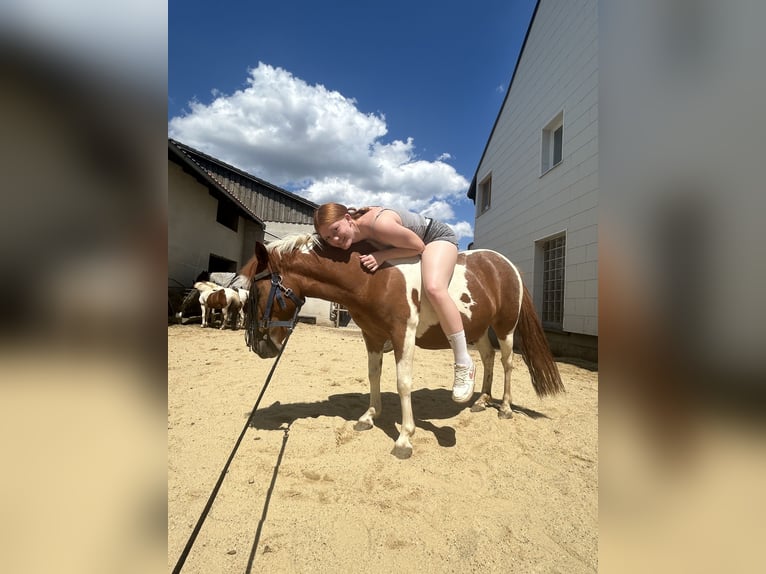 Deutsches Reitpony Mix Stute 5 Jahre 115 cm Schecke in Ruhstorf an der Rott
