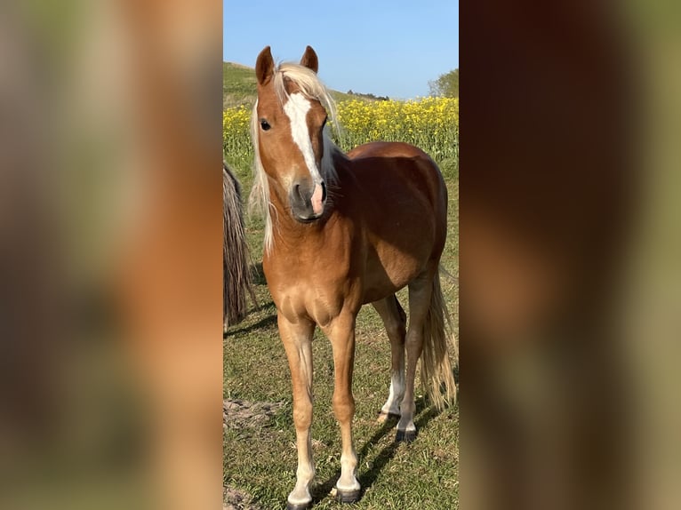 Deutsches Reitpony Stute 5 Jahre 135 cm Fuchs in Lubmin