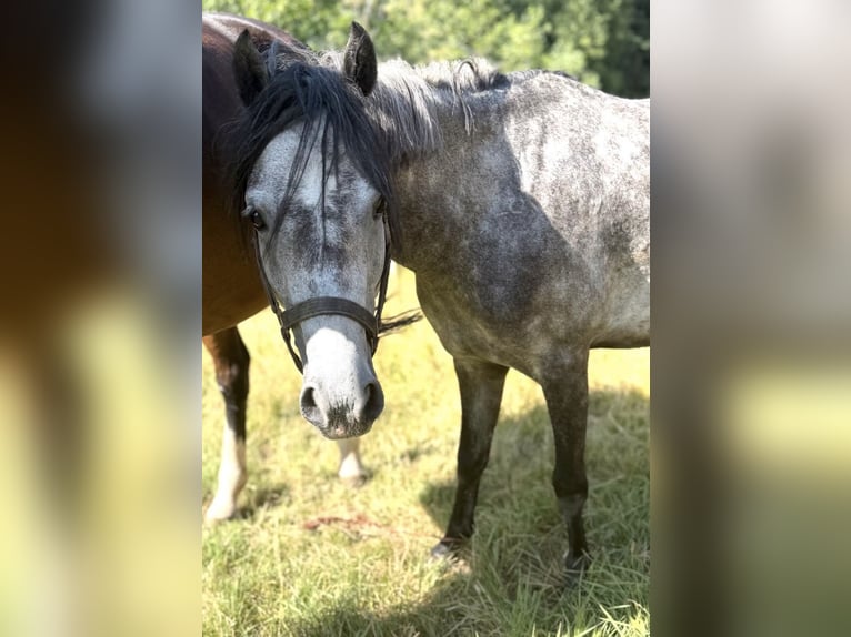 Deutsches Reitpony Stute 5 Jahre 138 cm Apfelschimmel in Coburg