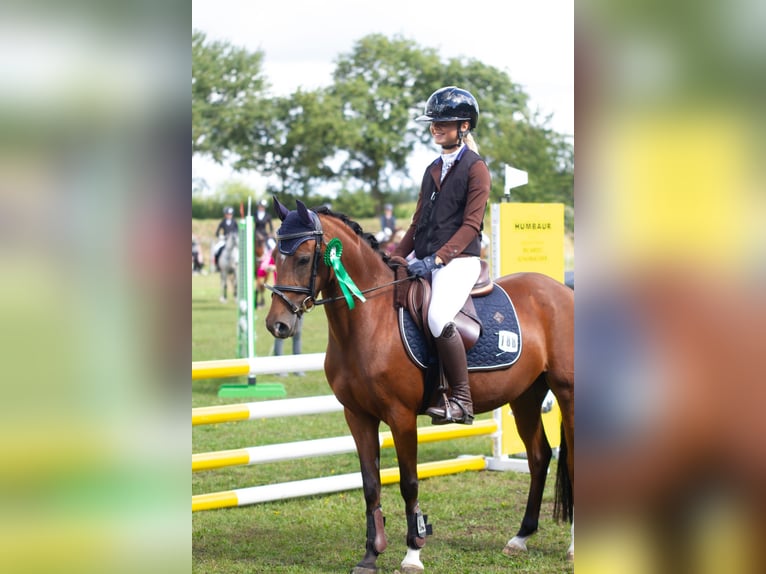 Deutsches Reitpony Stute 5 Jahre 138 cm Brauner in S&#xFC;derl&#xFC;gum,