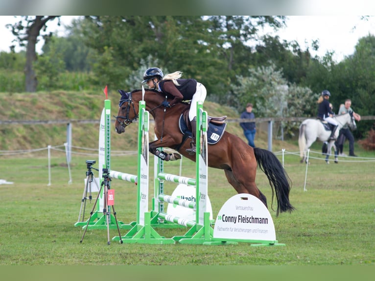 Deutsches Reitpony Stute 5 Jahre 138 cm Brauner in S&#xFC;derl&#xFC;gum,