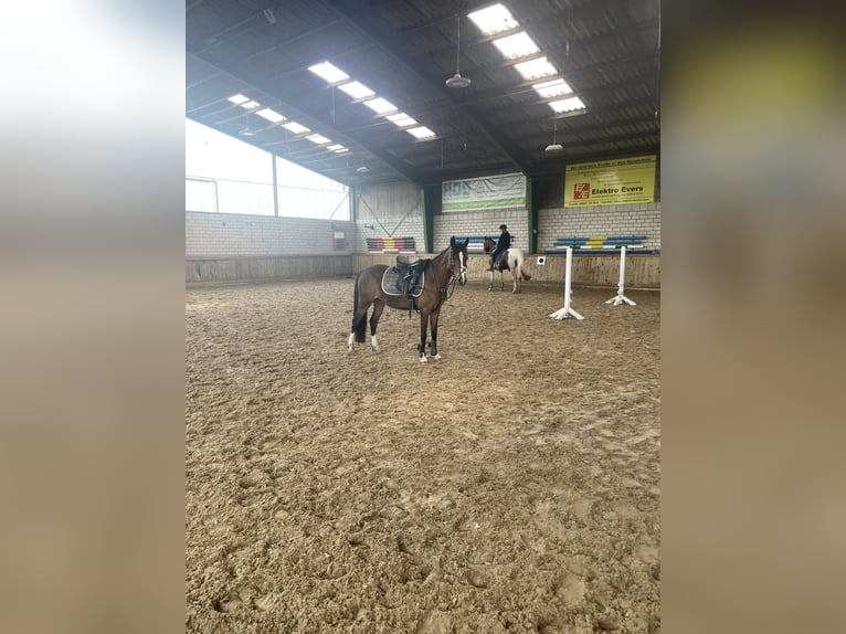 Deutsches Reitpony Stute 5 Jahre 138 cm Brauner in PapenburgPapenburg