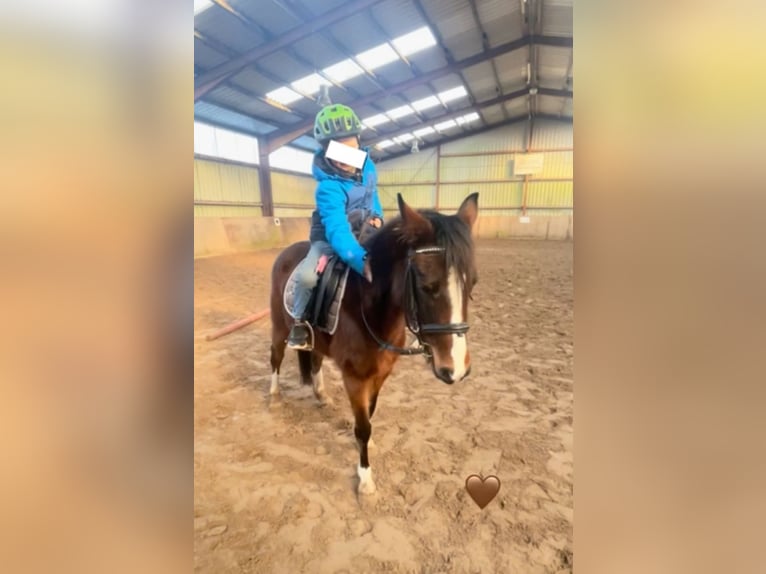 Deutsches Reitpony Stute 5 Jahre 138 cm Brauner in PapenburgPapenburg