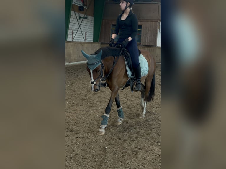 Deutsches Reitpony Stute 5 Jahre 138 cm Brauner in PapenburgPapenburg