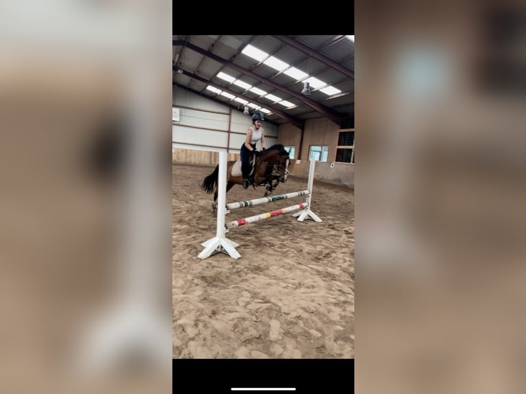 Deutsches Reitpony Stute 5 Jahre 138 cm Brauner in PapenburgPapenburg