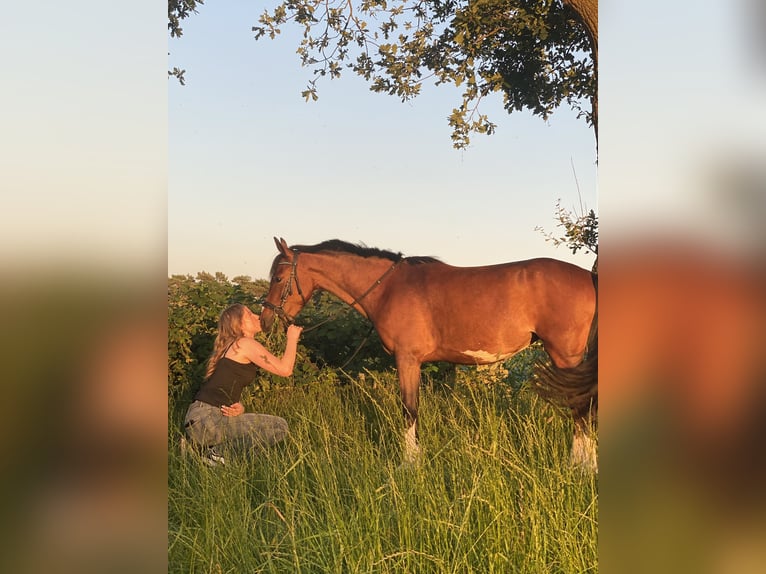 Deutsches Reitpony Stute 5 Jahre 138 cm Brauner in PapenburgPapenburg