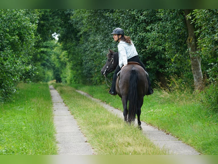 Deutsches Reitpony Mix Stute 5 Jahre 138 cm Rappe in Haale