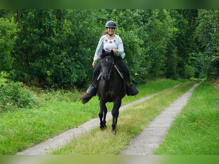 Deutsches Reitpony Mix Stute 5 Jahre 138 cm Rappe in Haale