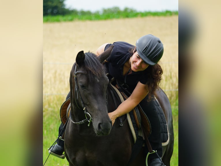 Deutsches Reitpony Mix Stute 5 Jahre 138 cm Rappe in Haale