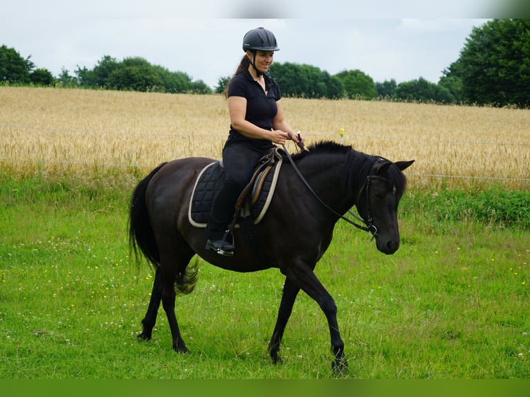 Deutsches Reitpony Mix Stute 5 Jahre 138 cm Rappe in Haale