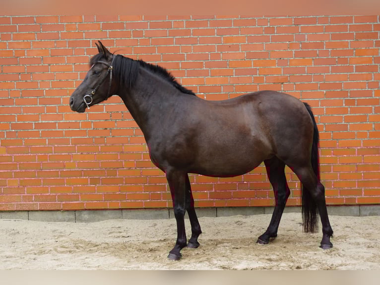 Deutsches Reitpony Mix Stute 5 Jahre 138 cm Rappe in Haale