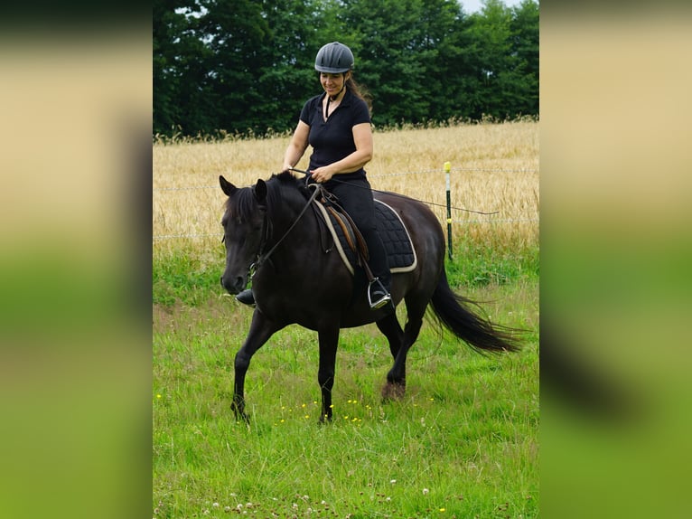 Deutsches Reitpony Mix Stute 5 Jahre 138 cm Rappe in Haale