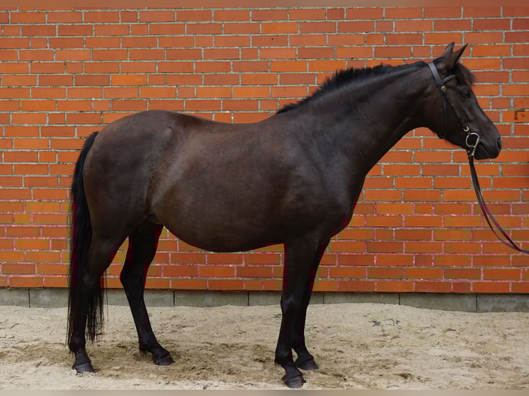 Deutsches Reitpony Mix Stute 5 Jahre 138 cm Rappe in Haale