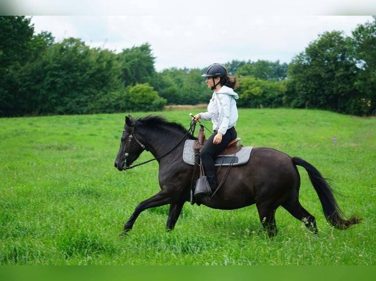 Deutsches Reitpony Mix Stute 5 Jahre 138 cm Rappe in Haale