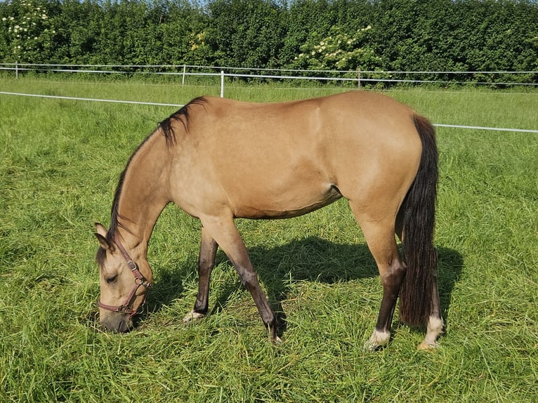 Deutsches Reitpony Stute 5 Jahre 140 cm Buckskin in Itterbeck