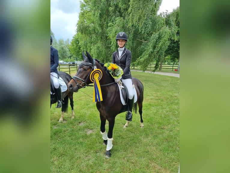Deutsches Reitpony Stute 5 Jahre 140 cm Dunkelbrauner in Rastede