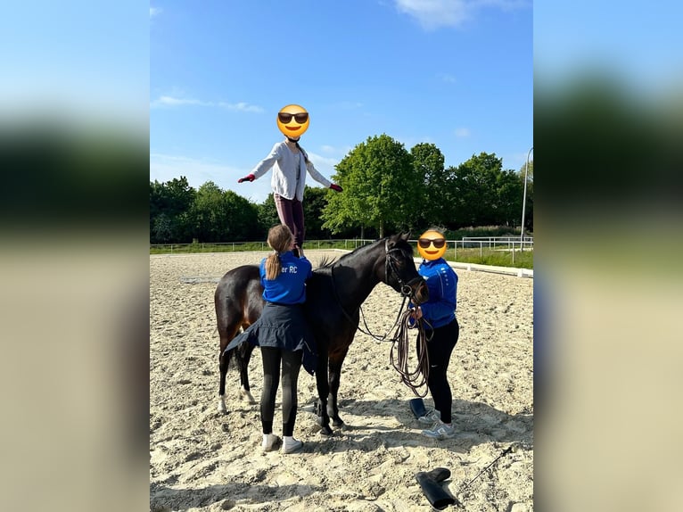 Deutsches Reitpony Stute 5 Jahre 140 cm Dunkelbrauner in Rastede