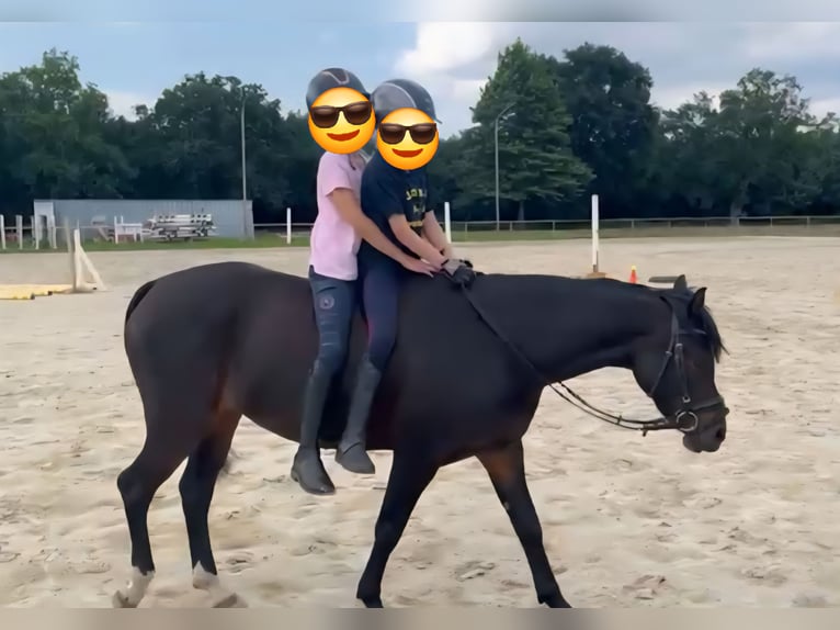 Deutsches Reitpony Stute 5 Jahre 140 cm Dunkelbrauner in Rastede