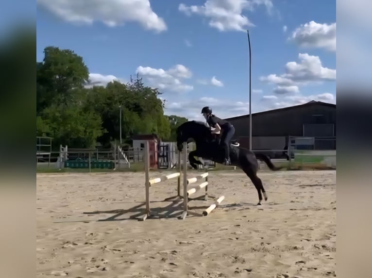 Deutsches Reitpony Stute 5 Jahre 140 cm Dunkelbrauner in Rastede