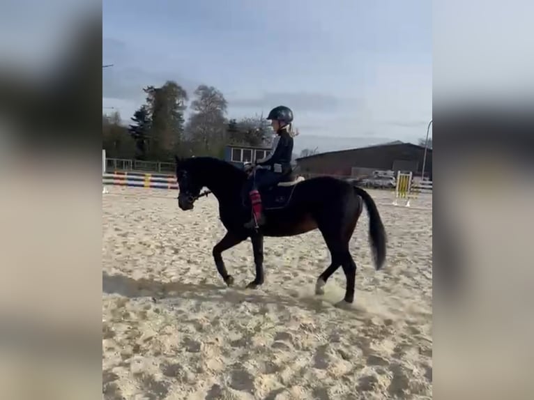 Deutsches Reitpony Stute 5 Jahre 140 cm Dunkelbrauner in Rastede