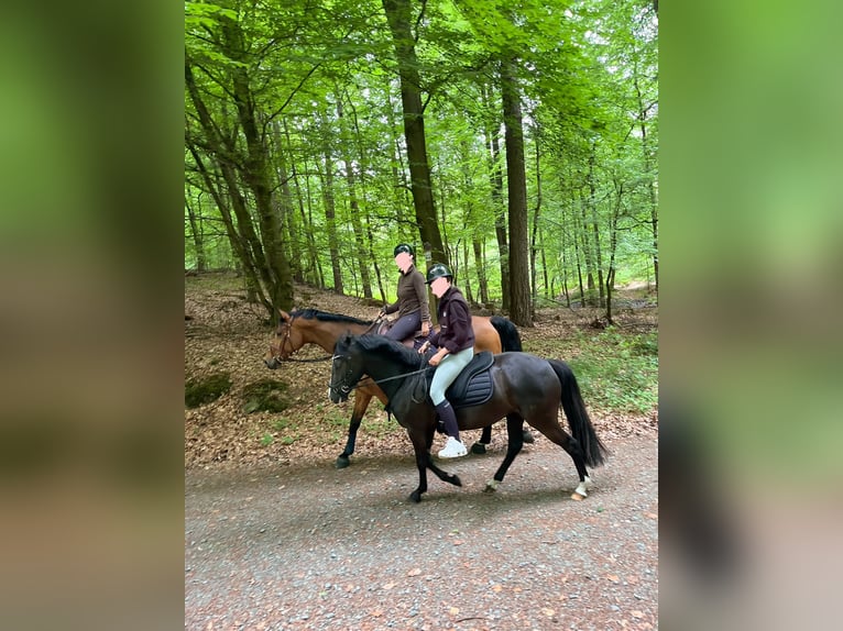 Deutsches Reitpony Stute 5 Jahre 140 cm Rappe in Flintbek